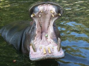 Hippo_mouth